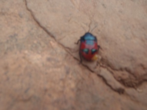 the red..beetle?(le scarabé? rouge)