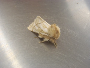 The huge moth(papillon de nuit géant)